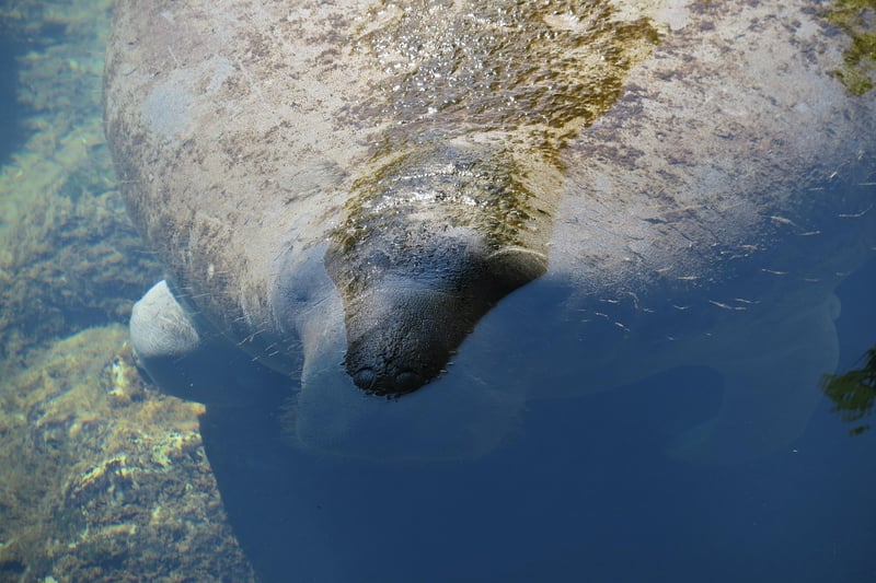 Manatees